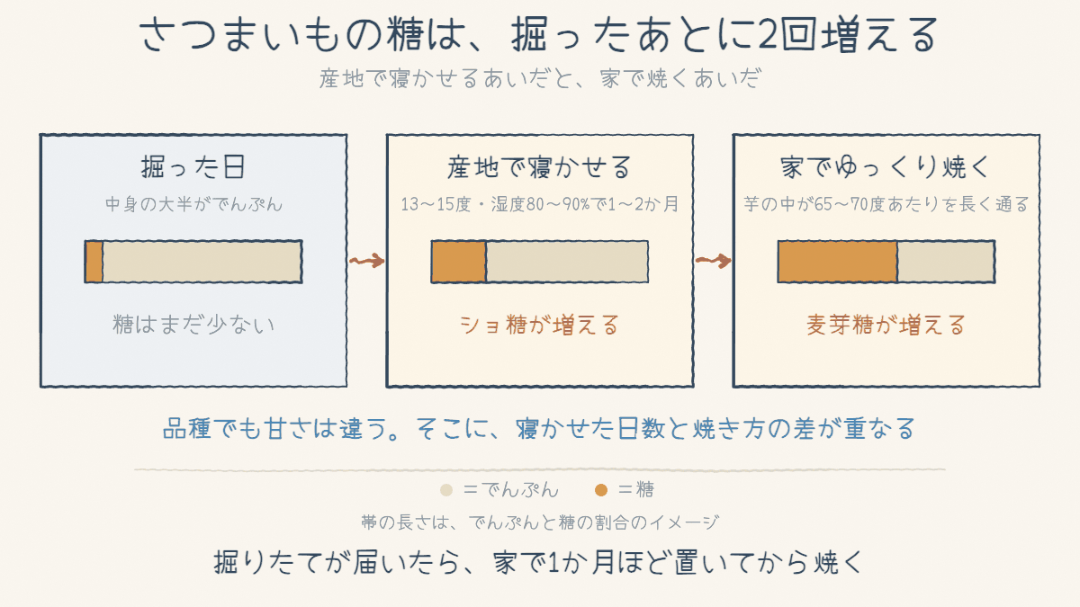 掘った日・産地で寝かせたあと・家で焼いたあとを横に並べ、でんぷんと糖の割合を帯で示した図。産地で寝かせるあいだにショ糖が、家でゆっくり焼くあいだに麦芽糖が増える