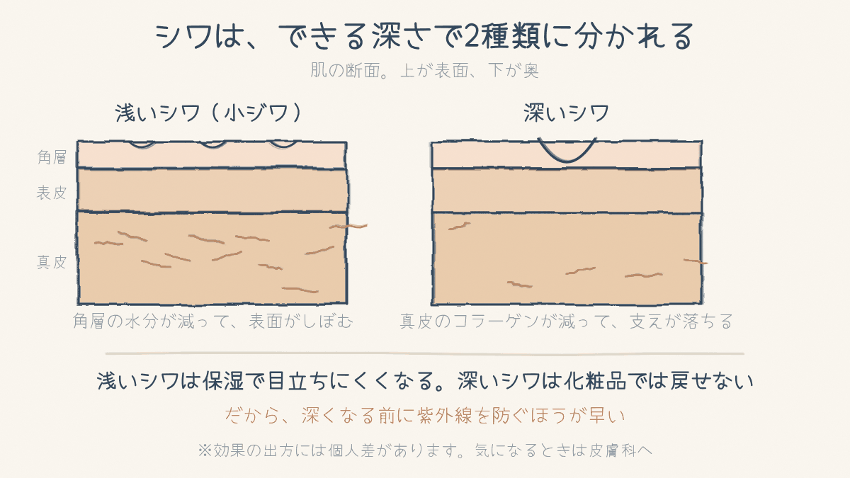 肌の断面図。浅いシワは角層の水分が減って表面がしぼんだ状態、深いシワは真皮のコラーゲンが減って支えが落ちた状態